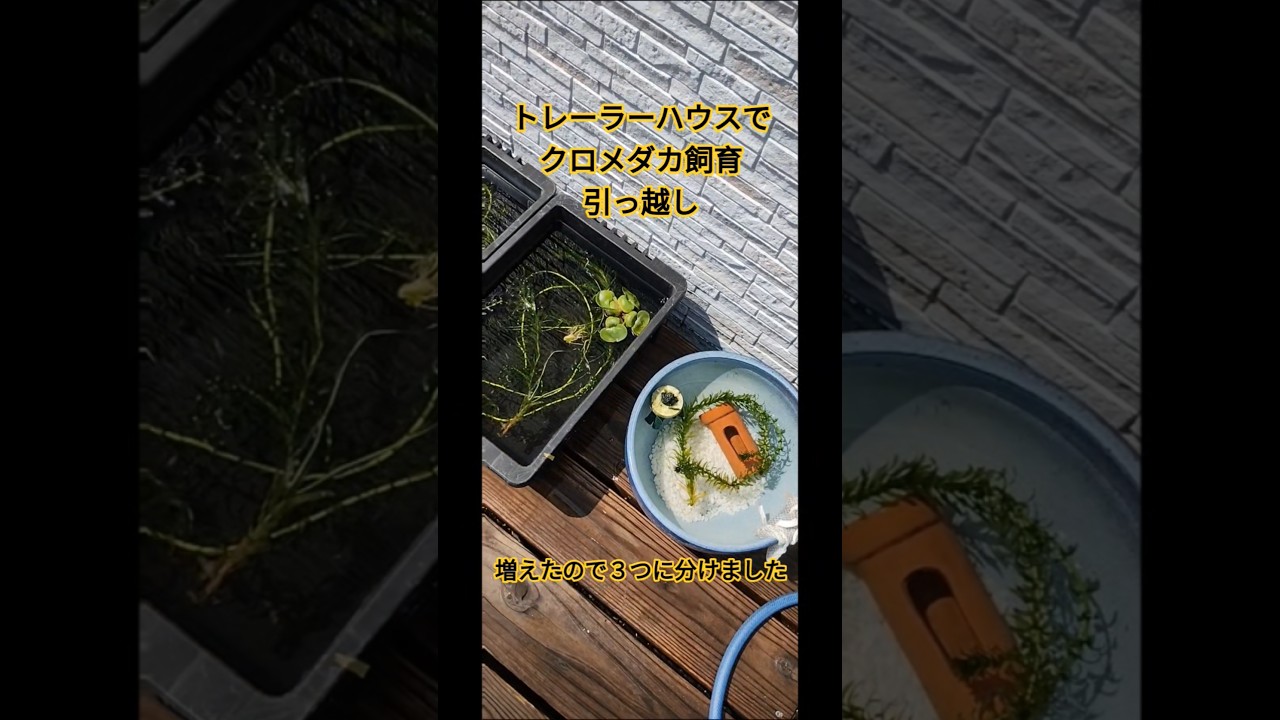 トレーラーハウスでクロメダカ飼育　引越しシーズン