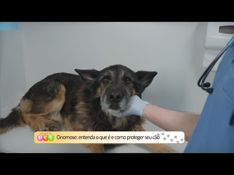 Cinomose: Entenda o que é e como proteger seu cão 19 09 2022