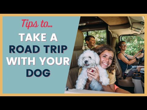 How to Travel With a Dog on a Road Trip