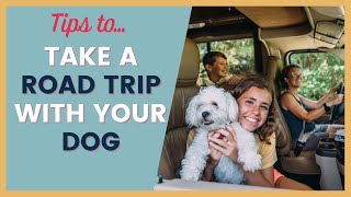 How to Travel With a Dog on a Road Trip