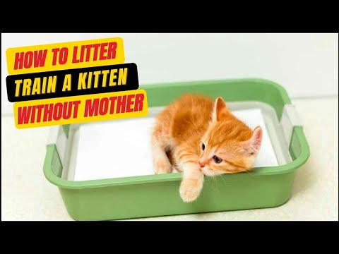 How To Litter Train A Kitten Without Mother - Cute Litter Box