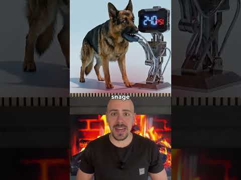 Ovaj Pas Ima Najjači Ugriz! 😳