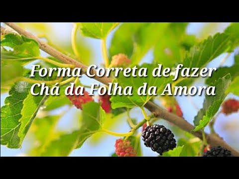 Mulberry leaf tea: the correct way to prepare it to enjoy its benefits.