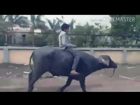 Kala Akshar Bhains barabar