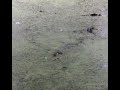 Alligator Chasing Laser Pointer