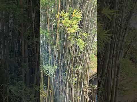 BAMBUZAL. #musica #dance #sejafeliz