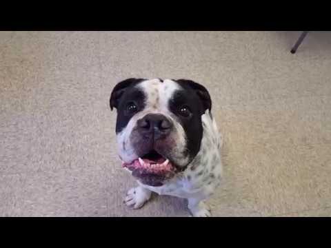 Huck, an adopted English Bulldog in Normal, IL_image-1