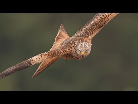 Red Kites in flight/ close up
