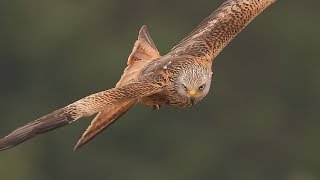 Red Kites in flight/ close up