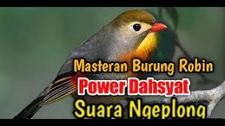 Download lagu Mantab ... !!! Si Gesit Burung Robin Gacor Volume Lantang dan Bervariasi mp3