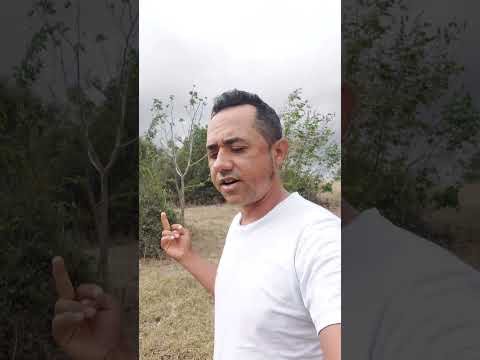 Serra Velha Ingá Paraiba deixe nos comentários o que você acha desse lugar#vidanaroça #sitio