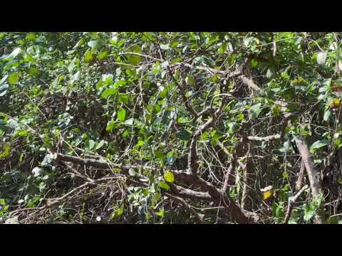 紫斑蝶現場飛影片