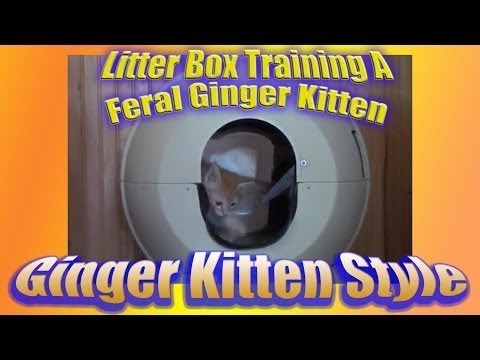 How to litter train a stray kitten