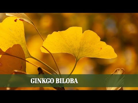 Ginkgo: Der Überlebenskünstler mit goldenen Blättern