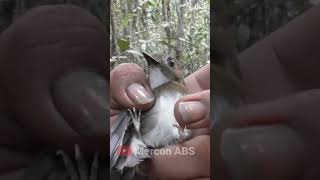 Download lagu The Best Masteran Attraction in the SRDC Forest #merconabs #birdattractiontricks #srdcbirdattraction mp3 Download lagu The Best Masteran Attraction in the SRDC Forest #merconabs #birdattractiontricks #srdcbirdattraction mp3
