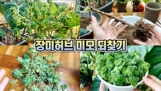 외목대 장미허브 삭발하고 예뻐지기!! 장미허브 가지치기, 분갈이, 풍성하게 삽목하기!!
