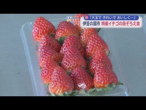 YouTube Video 「順調な着色できれいなイチゴ、おいしいイチゴができています」特産イチゴの目ぞろえ会　静岡・伊豆の国市