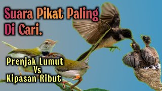 Download lagu Suara Pikat Burung PRENJAK LUMUT Kombinasi suara Burung Kipasan ribut. mp3 Download lagu Suara Pikat Burung PRENJAK LUMUT Kombinasi suara Burung Kipasan ribut. mp3