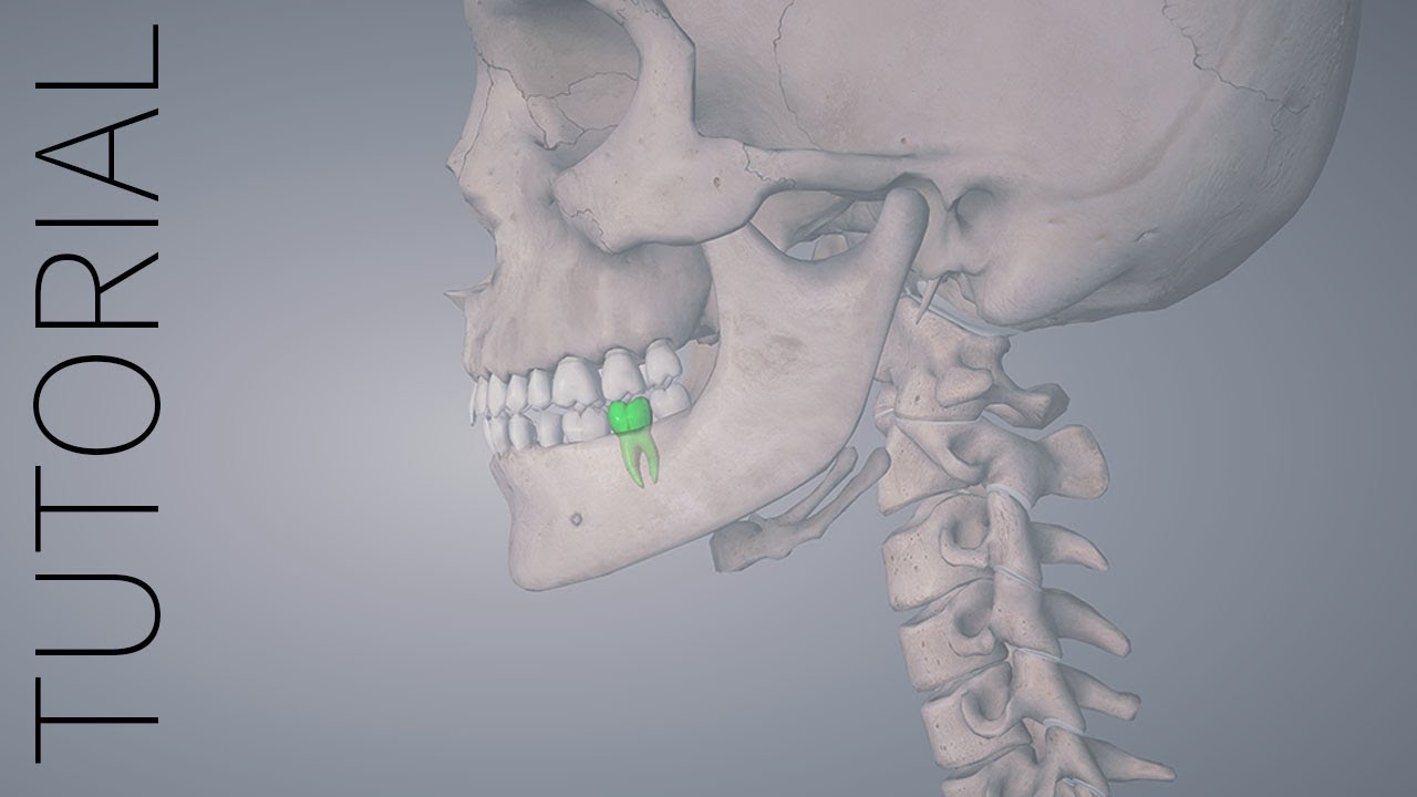 Quiz - Essential Anatomy 5 Tutorial