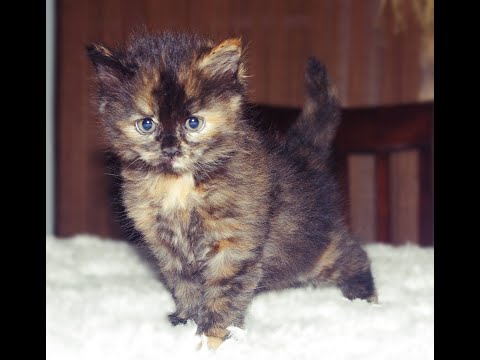 Siberian Cats Come In Many Different Colors!