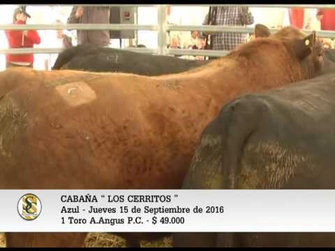15-09-16 - Venta de Toros A.Angus P.C. - Cabaña Los Cerritos - Azul