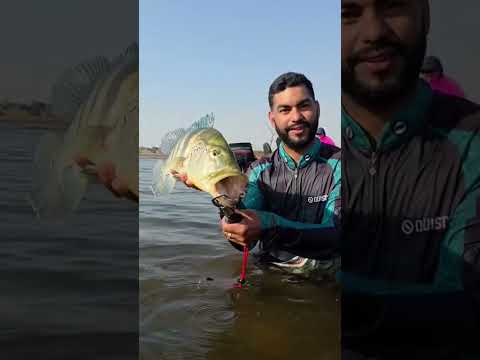 guia de pesca em São Simão Go #fishing #interiordegoias #goiasturismo #pesca #pescaria