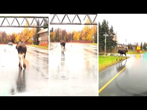 Huge Moose Takes Afternoon Stroll And Causes Traffic Jam