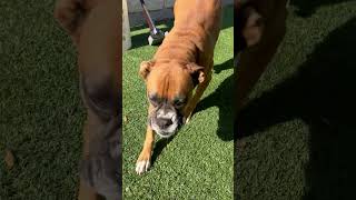Video preview image #1 Boxer Puppy For Sale in Dumont, NJ, USA