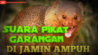 Download lagu 🔴SUARA PIKAT GARANGAN DURASI LAMA, DI JAMIN AMPUH mp3