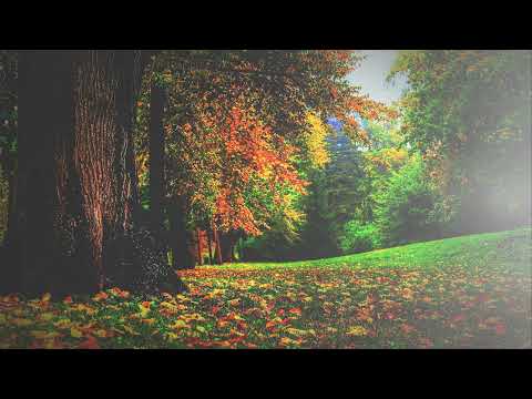 Nada Vodeničar, Sunce jarko