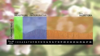Transferencia de embriones en ciclo natural