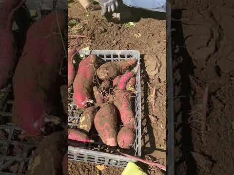 園芸 塊茎キンレンカ