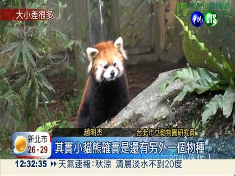 "貓熊寶寶"圓仔! 小貓熊長相迥異