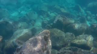 Galápagos Fish Shot with APEMAN Action Cam