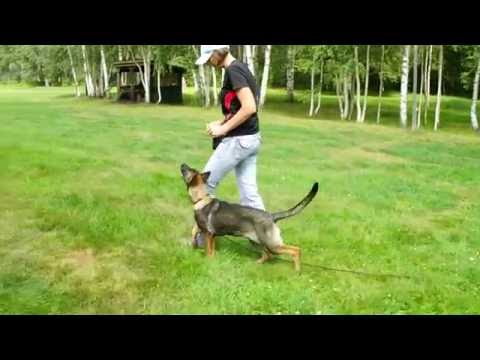 Merry Magnum Aykmar. Freifolge.