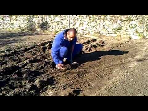 I planted the beans in the ground Vezzi Portio 9/1/2012