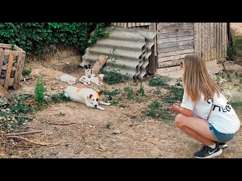 Pregnant Stray Dog Came into Woman’s Yard and Gave Birth to 5 Puppies… Watch What Happened Next
