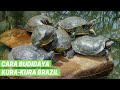 Cara Budidaya Kura Kura Brazil