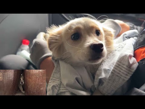 Abandoned or Lost?  This Timid One was Found Hiding in Fear During Our Rescue!