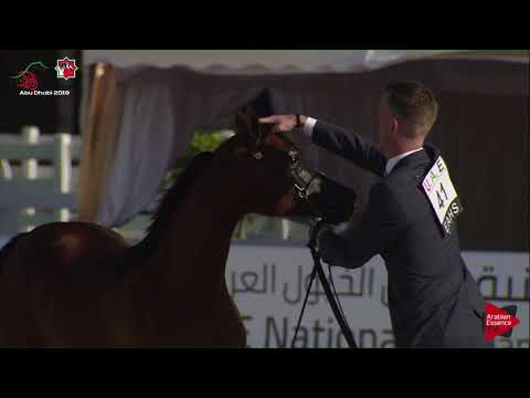 N 41 JOREE AL HAWAJER   UAE Nationals 2019