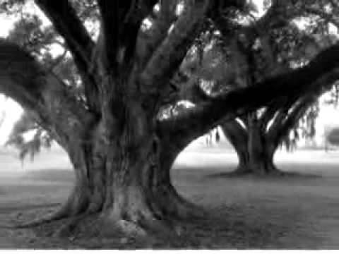 Louisianas Live Oaks BillGuion
