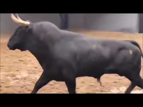 Bravo Bull kills a Horse | bullfighting