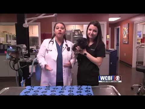Animal Health 03/14/19 - Intestinal Parasites