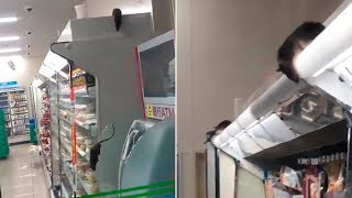 video: Japanese chain FamilyMart apologises as video of rats in shop goes viral