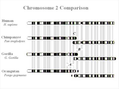 Chromosome 2 in the Great Apes
