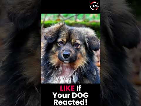 Watch Your Dog’s Ears React Instantly! #shorts