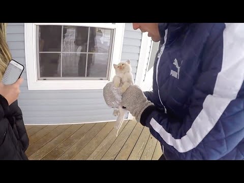 , title : 'Trovano un gatto congelato in giardino. Quello che accade è un vero miracolo d'amore'