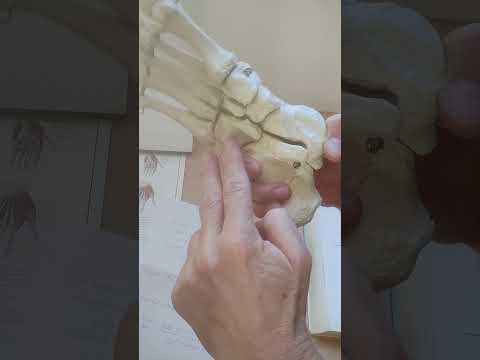 Unterschenkelmuskeln etwas detaillierter