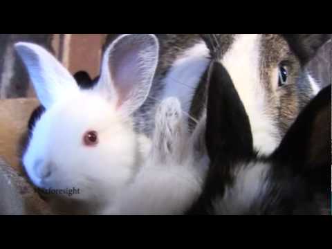 Rabbit Farming Changing Lives