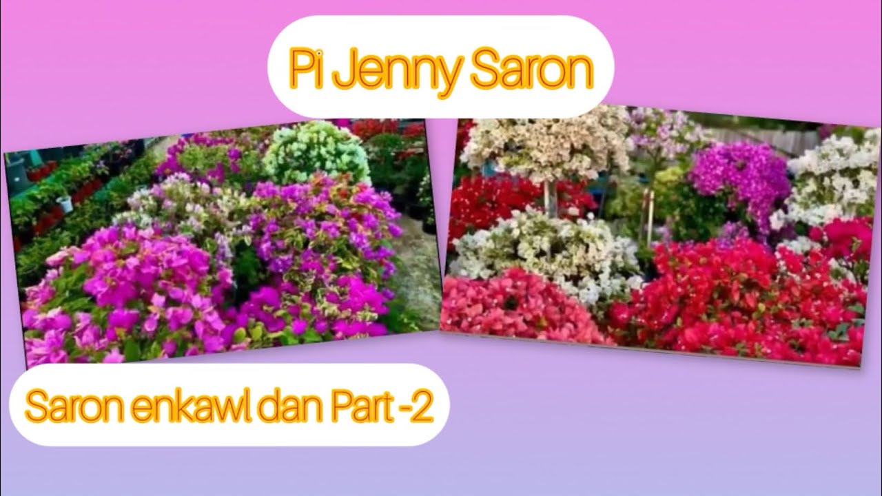 Saron Lalnu Pi Jenny Lalramchhuani kawmna Part -2 #bougainville #gardening